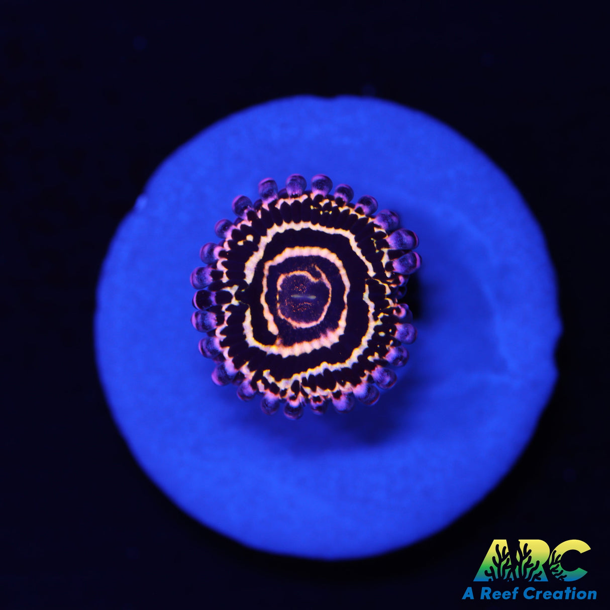 Stratosphere Zoas