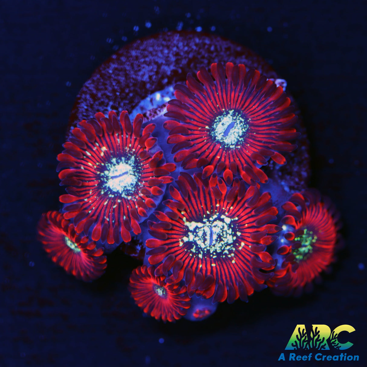 Magician Zoas