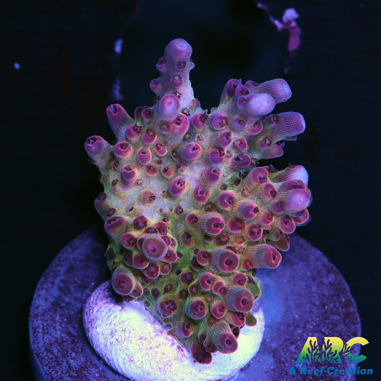 ARC Pomegranate Table Acro