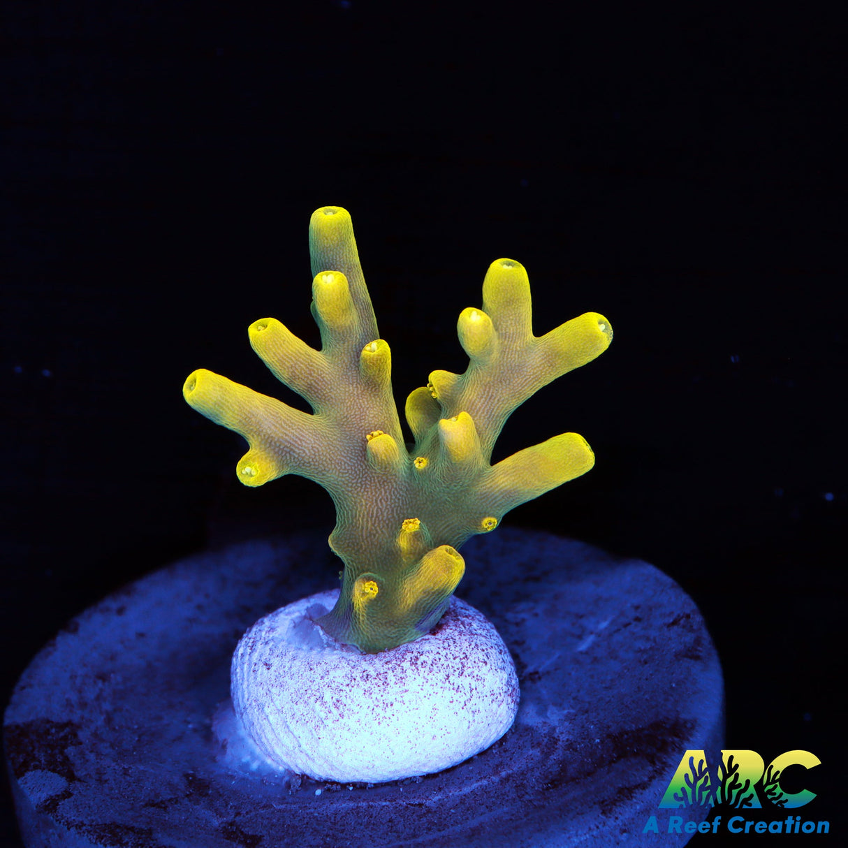 Pratt Reef Table Acro