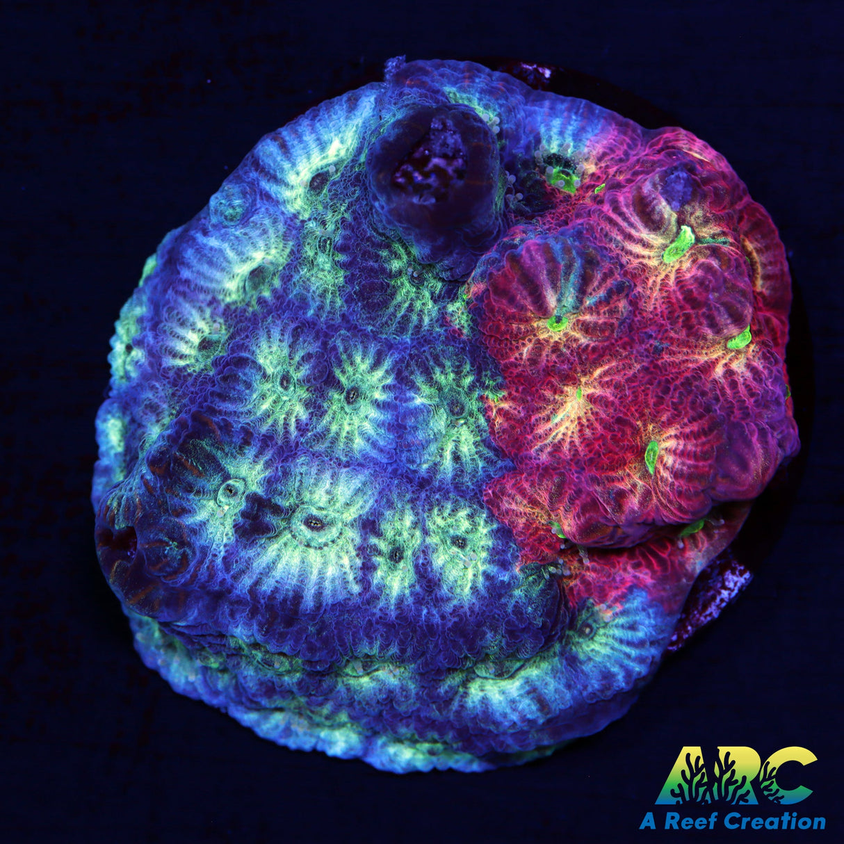 ARC God of War Coral