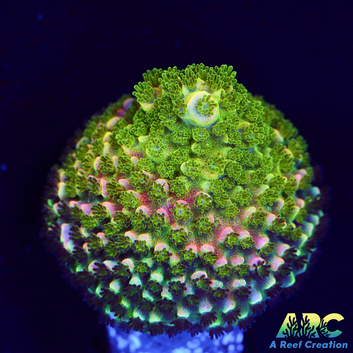 Sanjay's Wrecking Ball