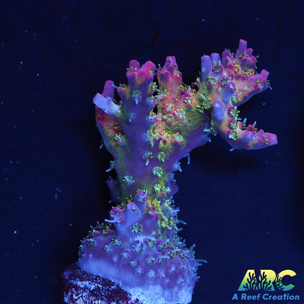 Tyree Pinky The Bear