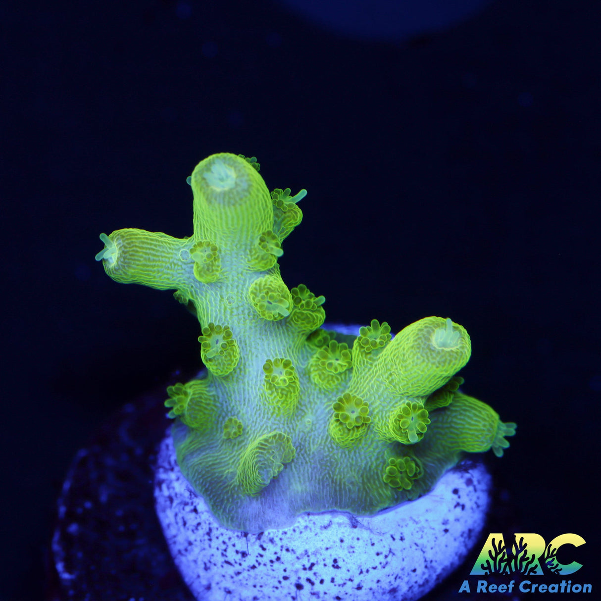 Copps Bright Green Efflo