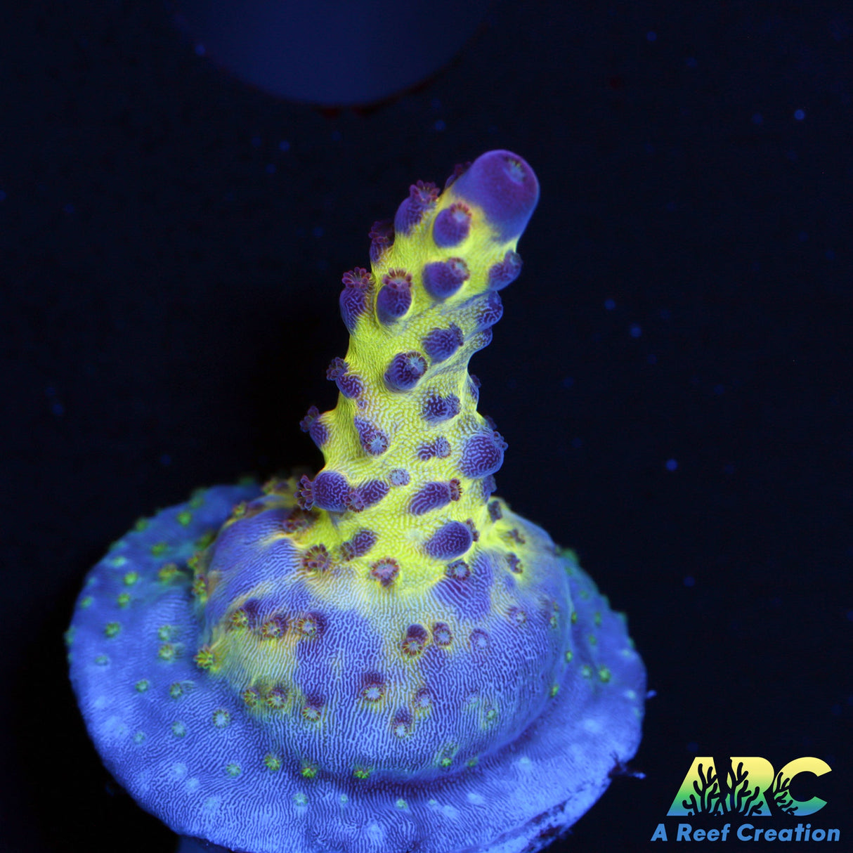 Sanjay's Red Photon nice encrusted