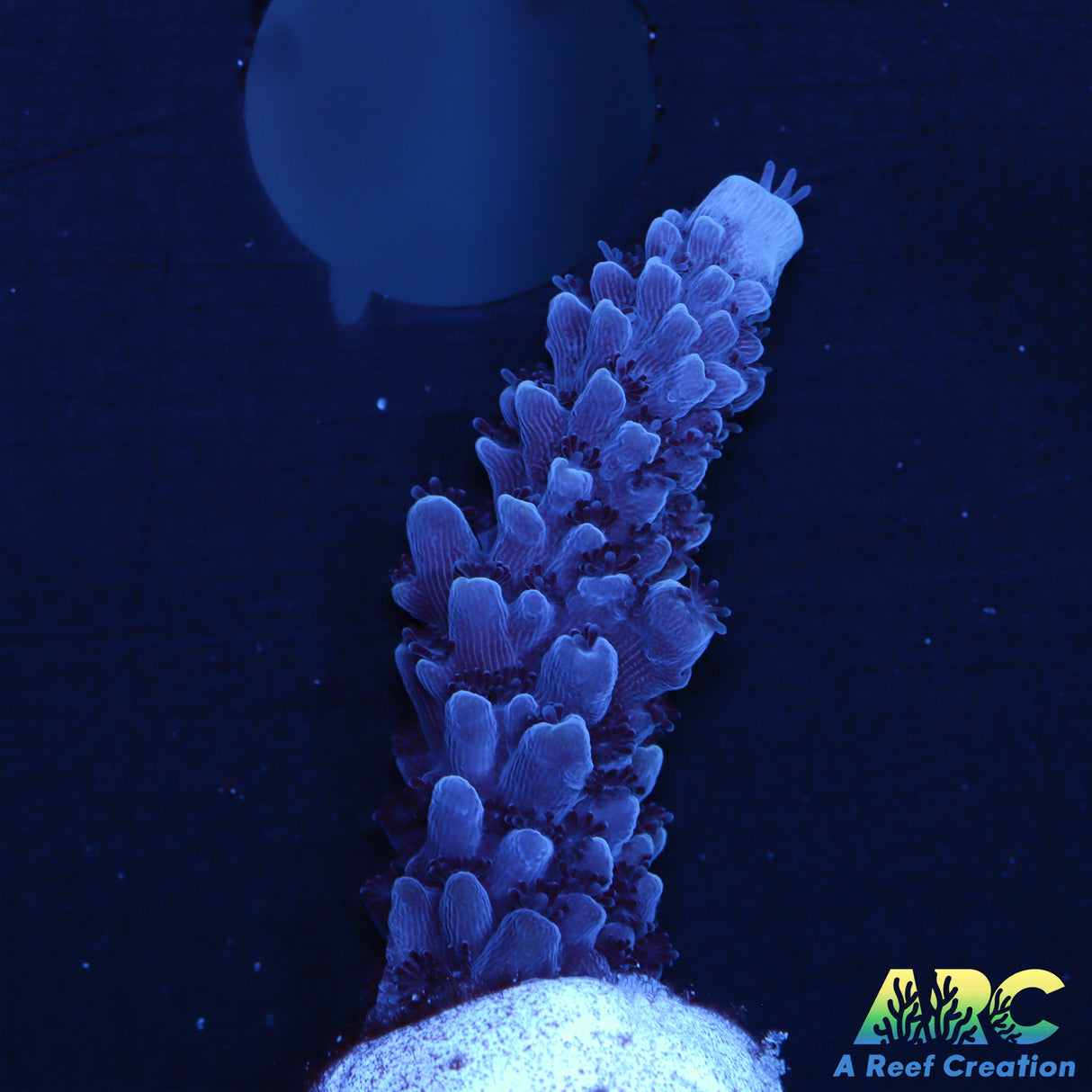 Sanjay's Blue Slimer