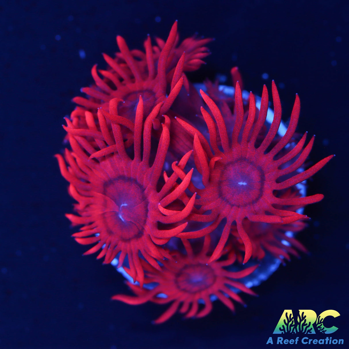 ARC GMA's Red Shag Goni