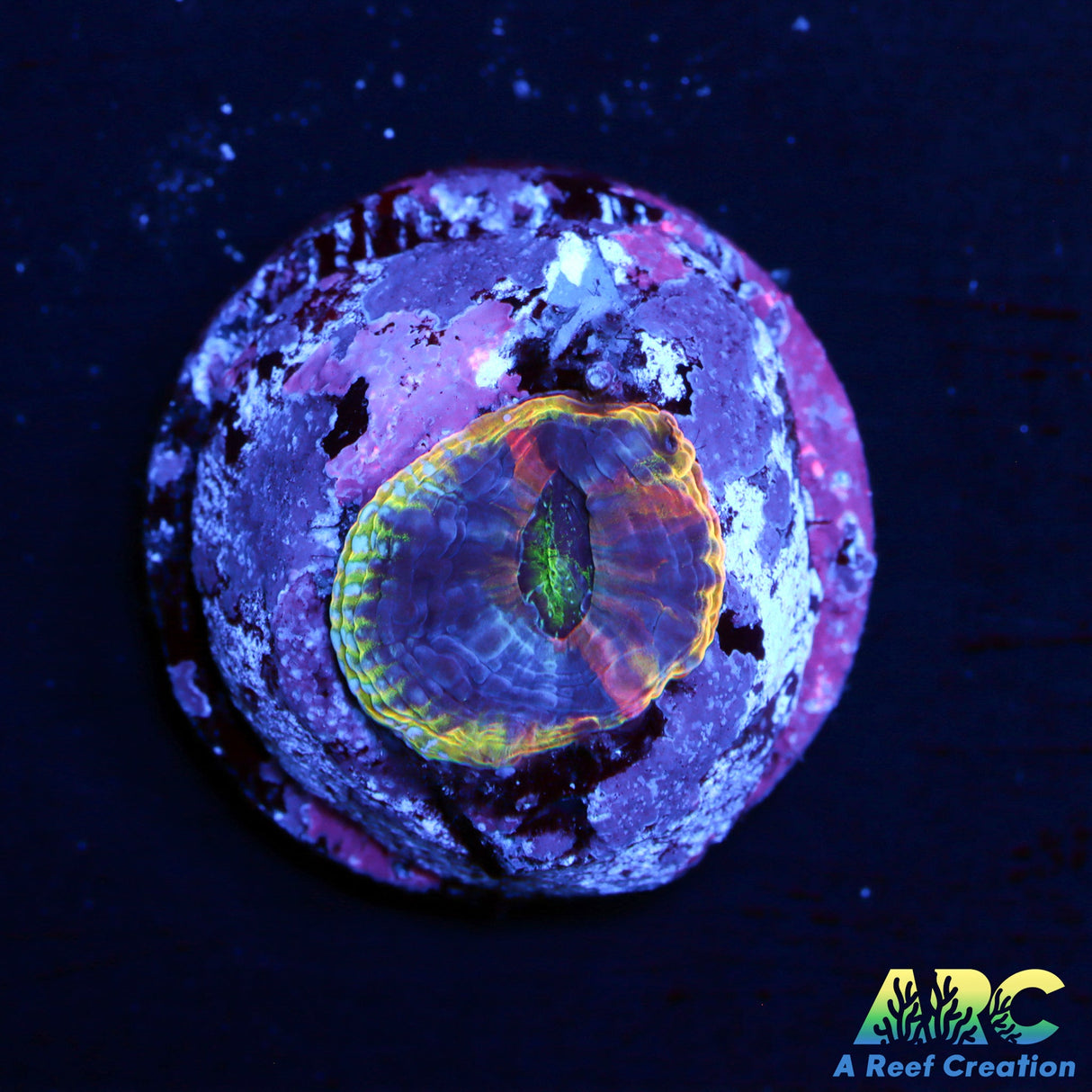 ARC Tiny Flaming Bugatti Bower