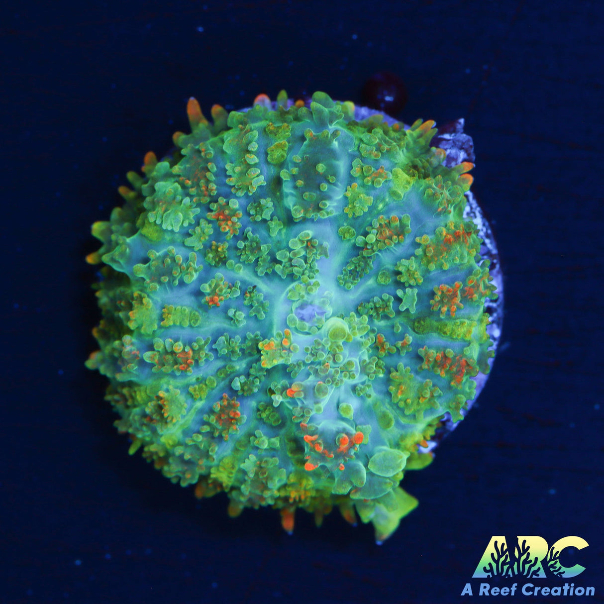 Deathstroke Bounce Mushroom