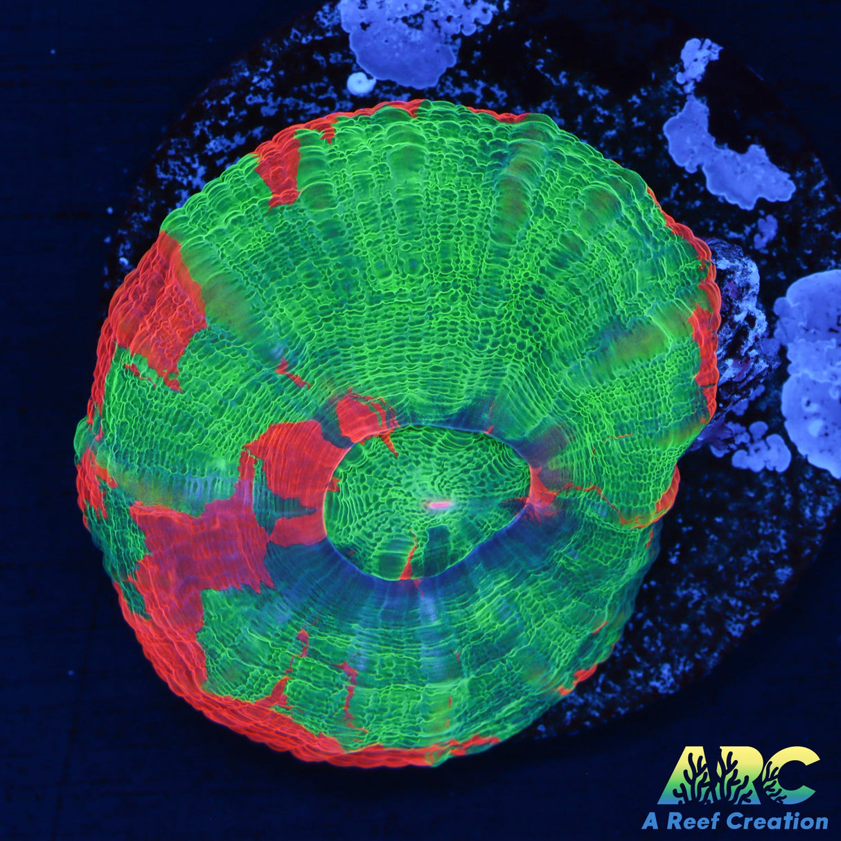 Bleeding Apple Scoly Aquacultured Frag