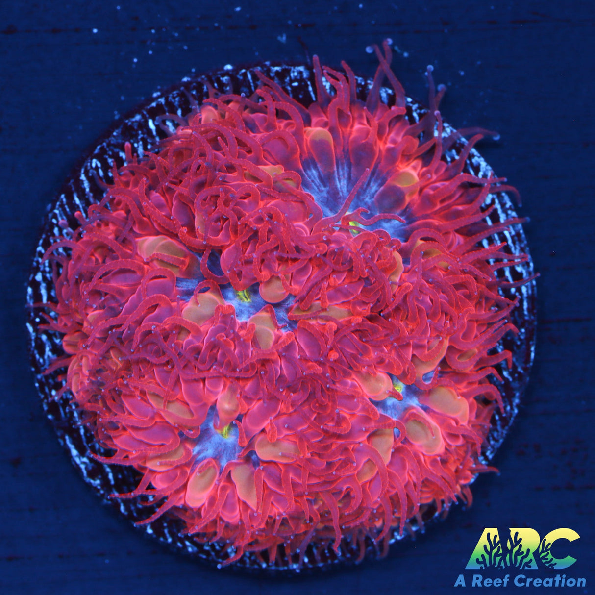 ECC Blue Raven Blasto