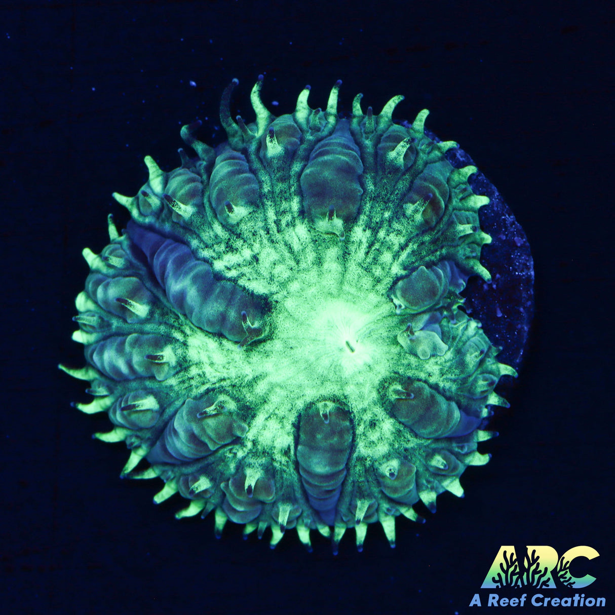 ARC Mint Mojito Blasto