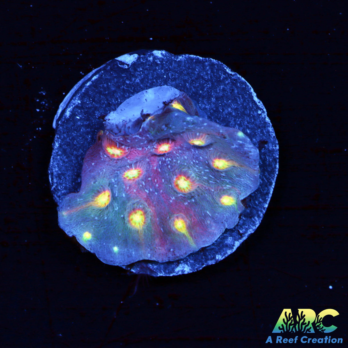 Haley's Comet Cyphastrea