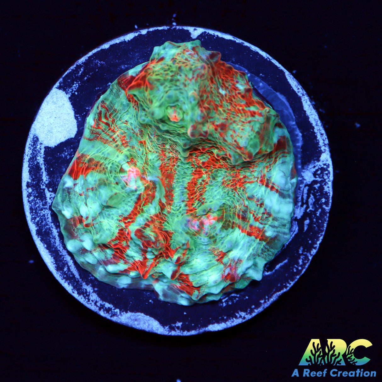 ARC Crazy Calypso Chalice