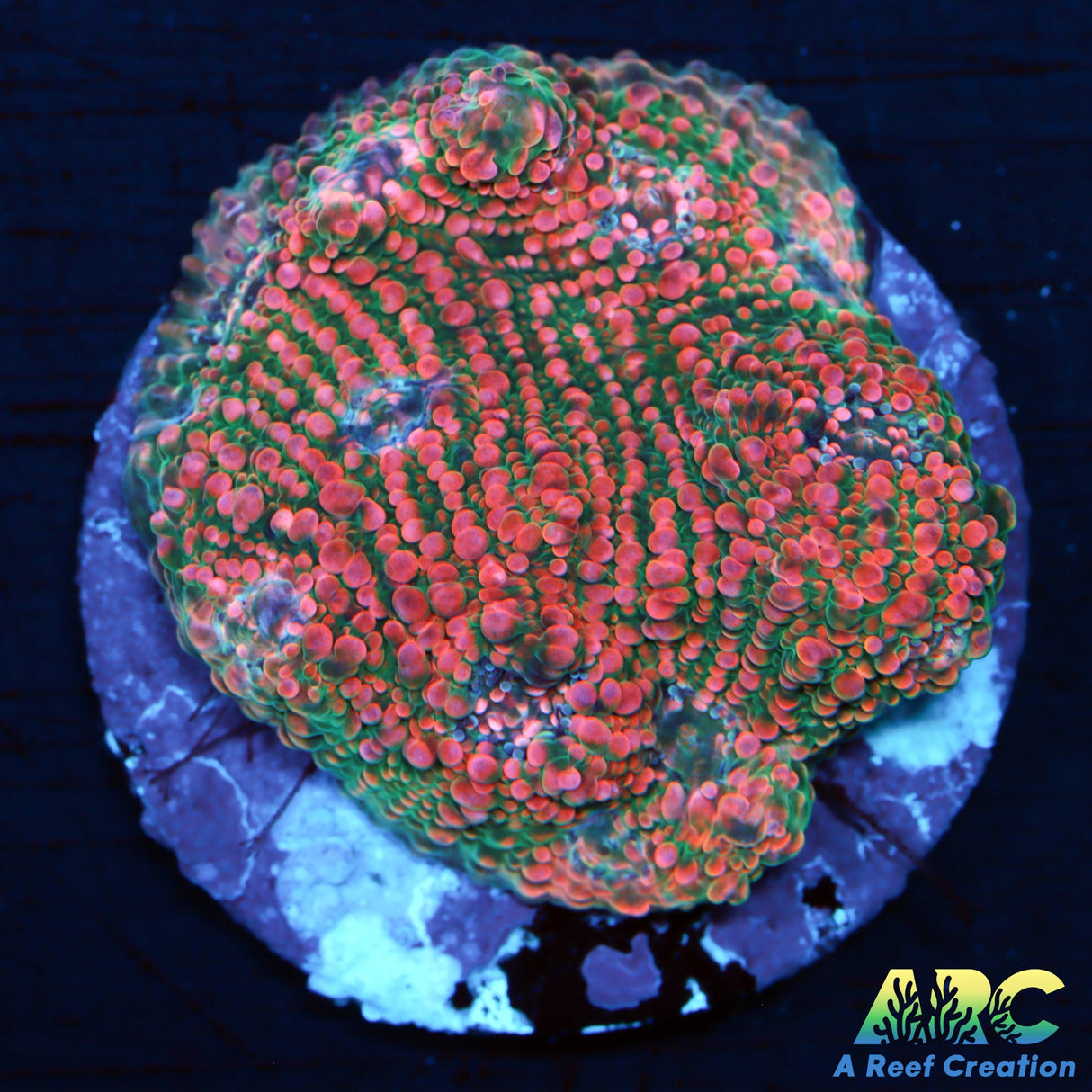 ARC Bubble Yum Chalice