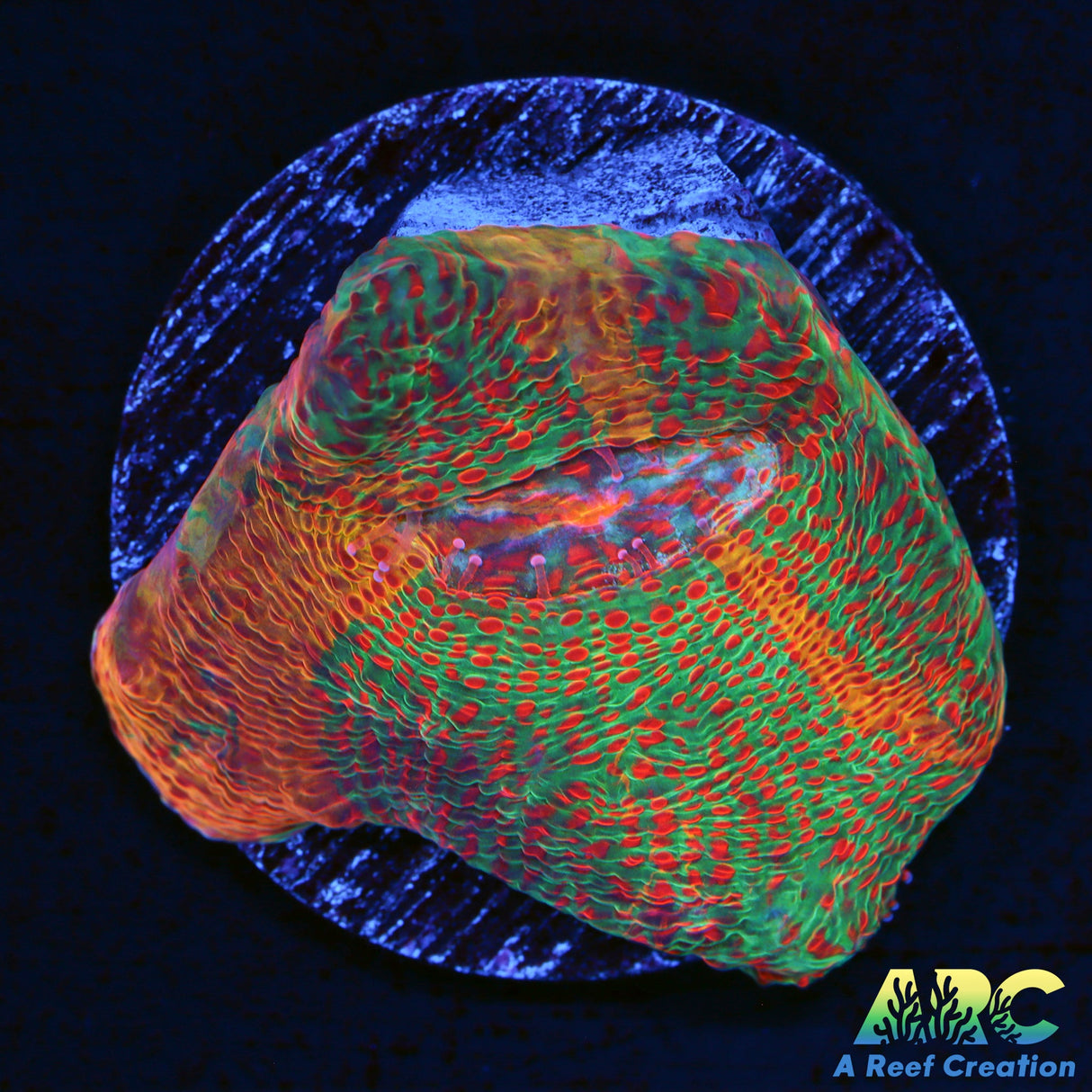 Cherry Garcia Chalice