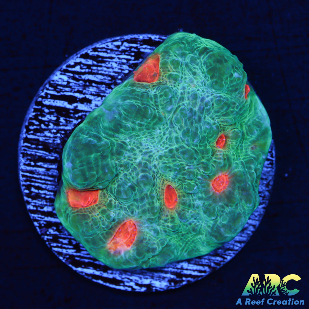 Orange Eye Green Chalice