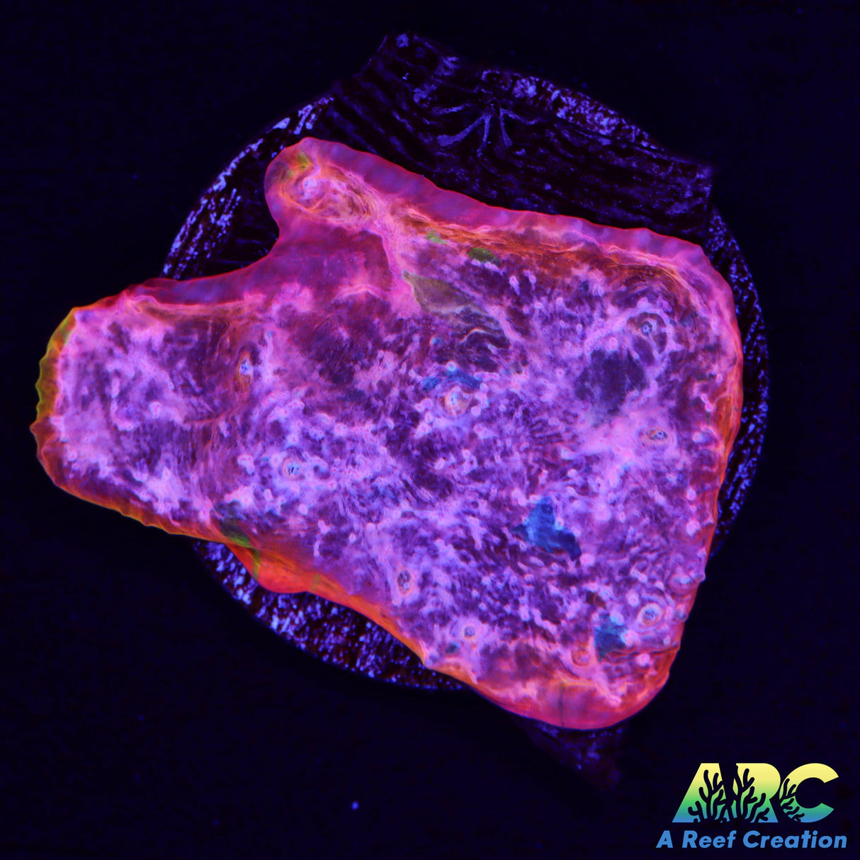 ARC Fairy Dust Chalice