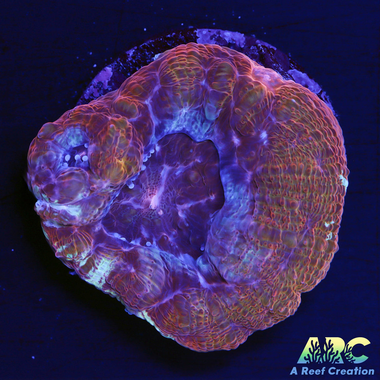 ARC Frosted Cherry Bower