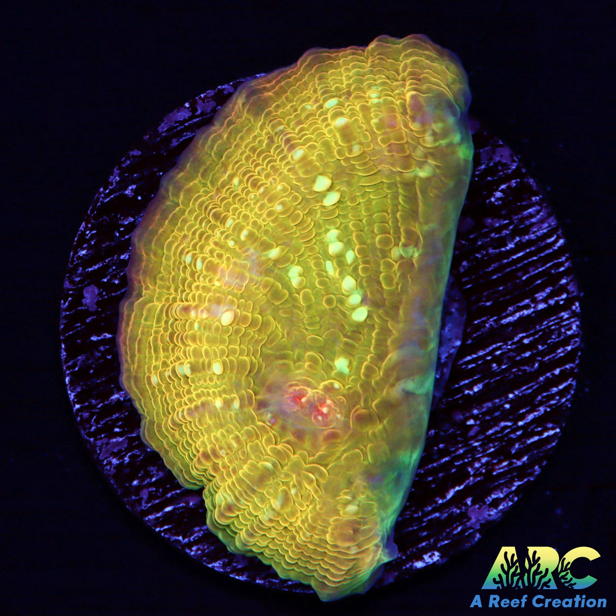 ARC Canary Chalice only one available