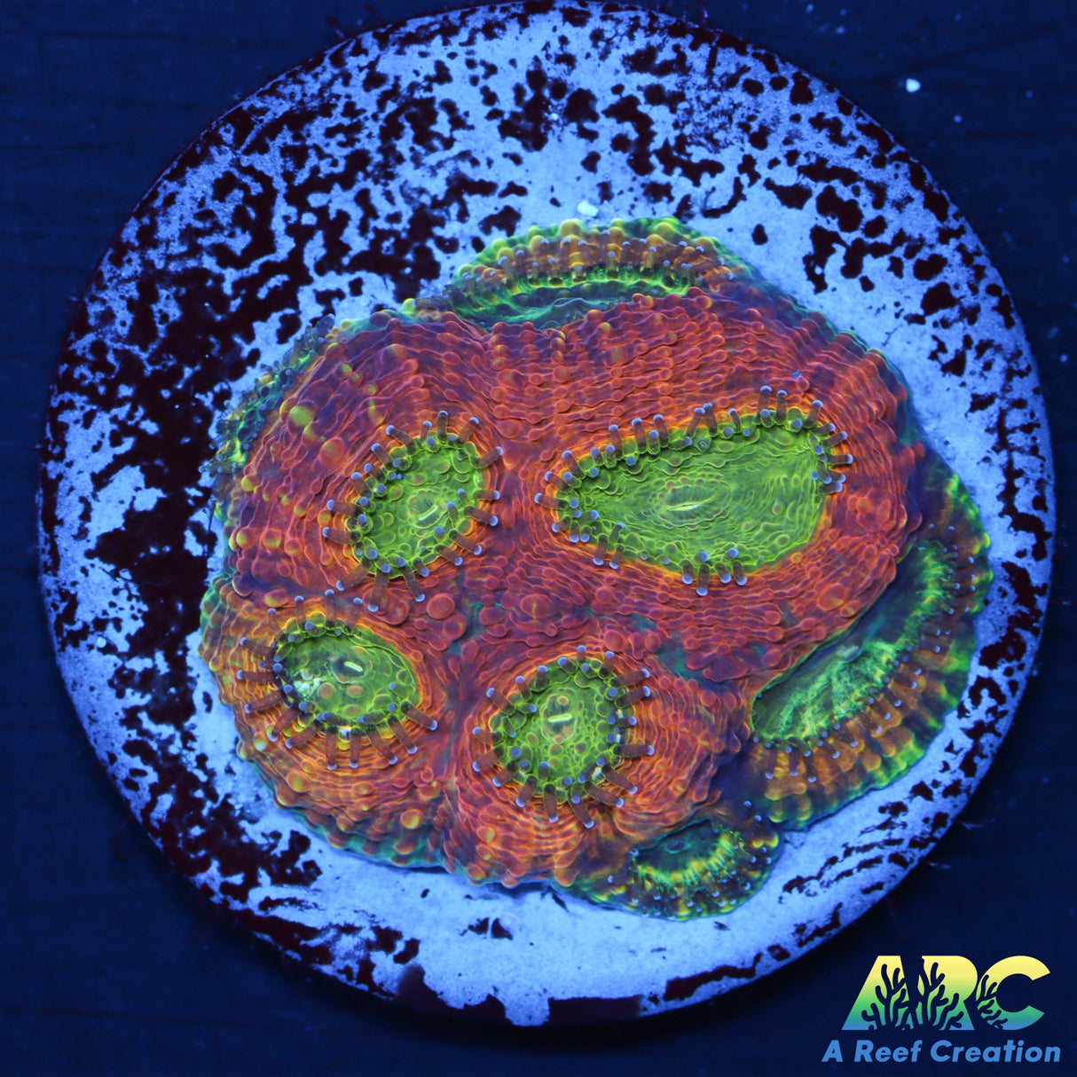 UC Yoda Acan Echinata