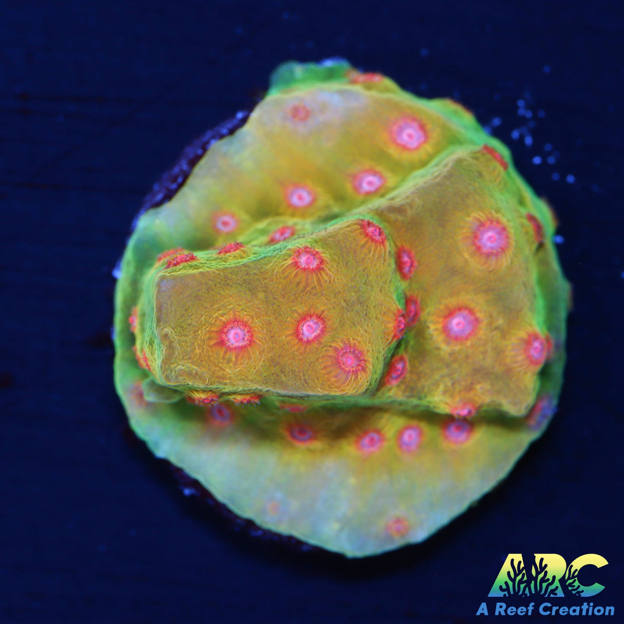 WWC Defcon Cyphastrea