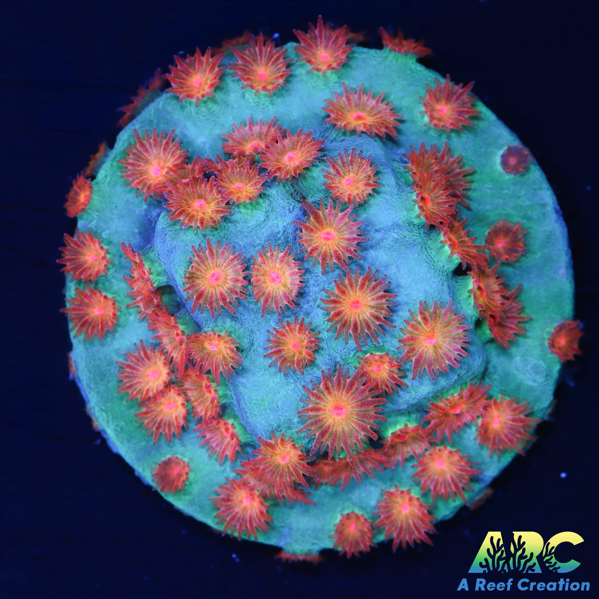 Meteor Shower Cyphastrea