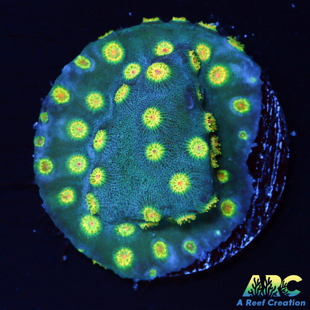 Zoolander Cyphastrea