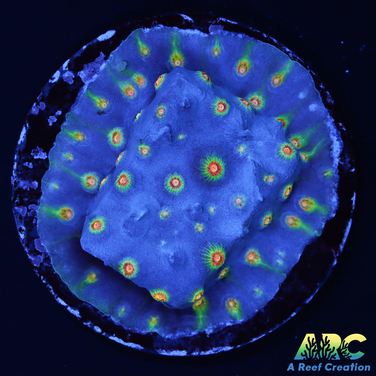 ARC Rick and Morty Cyphastrea
