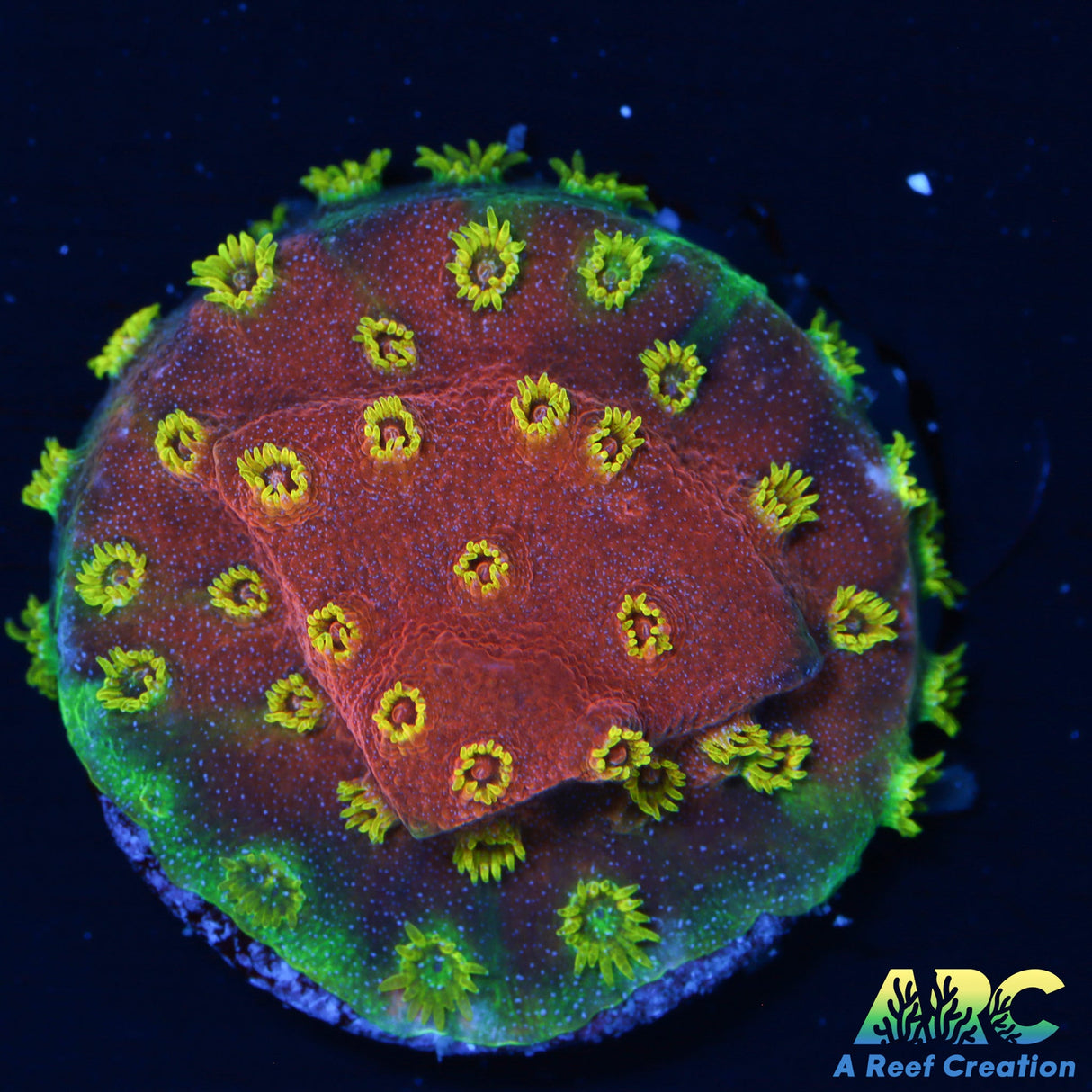 Candy Corals Firewalker Cyphastrea