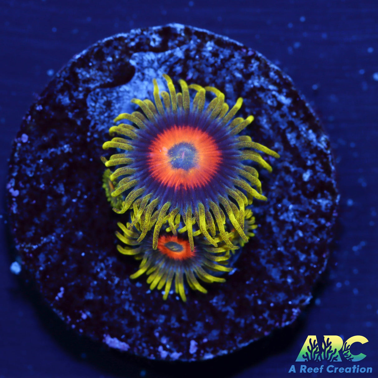 Long Lash Eagle Eyes