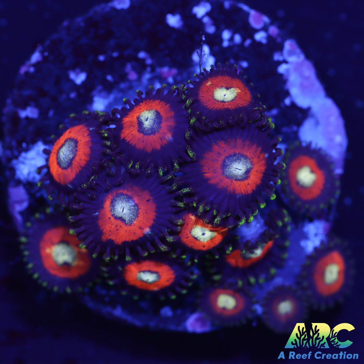 Dragon Ball Z Zoas