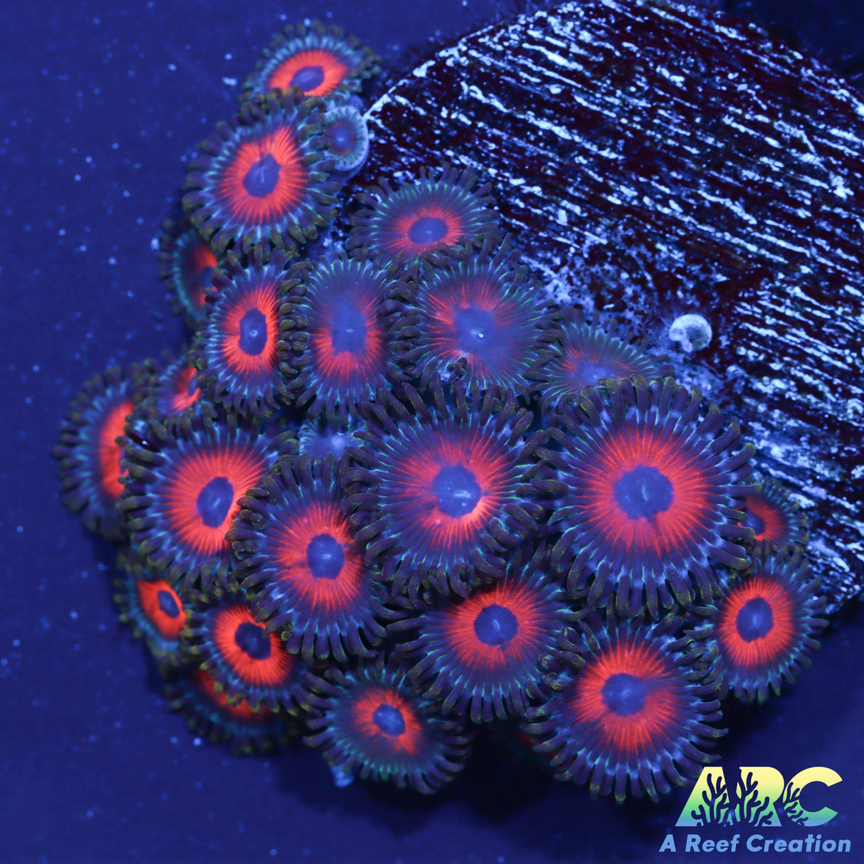 Watermelon Zoas