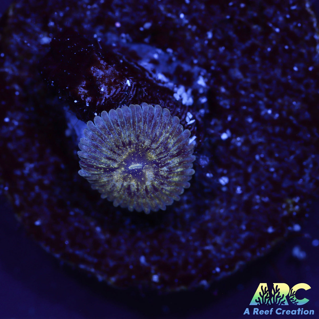 ARC Speckeld bananas