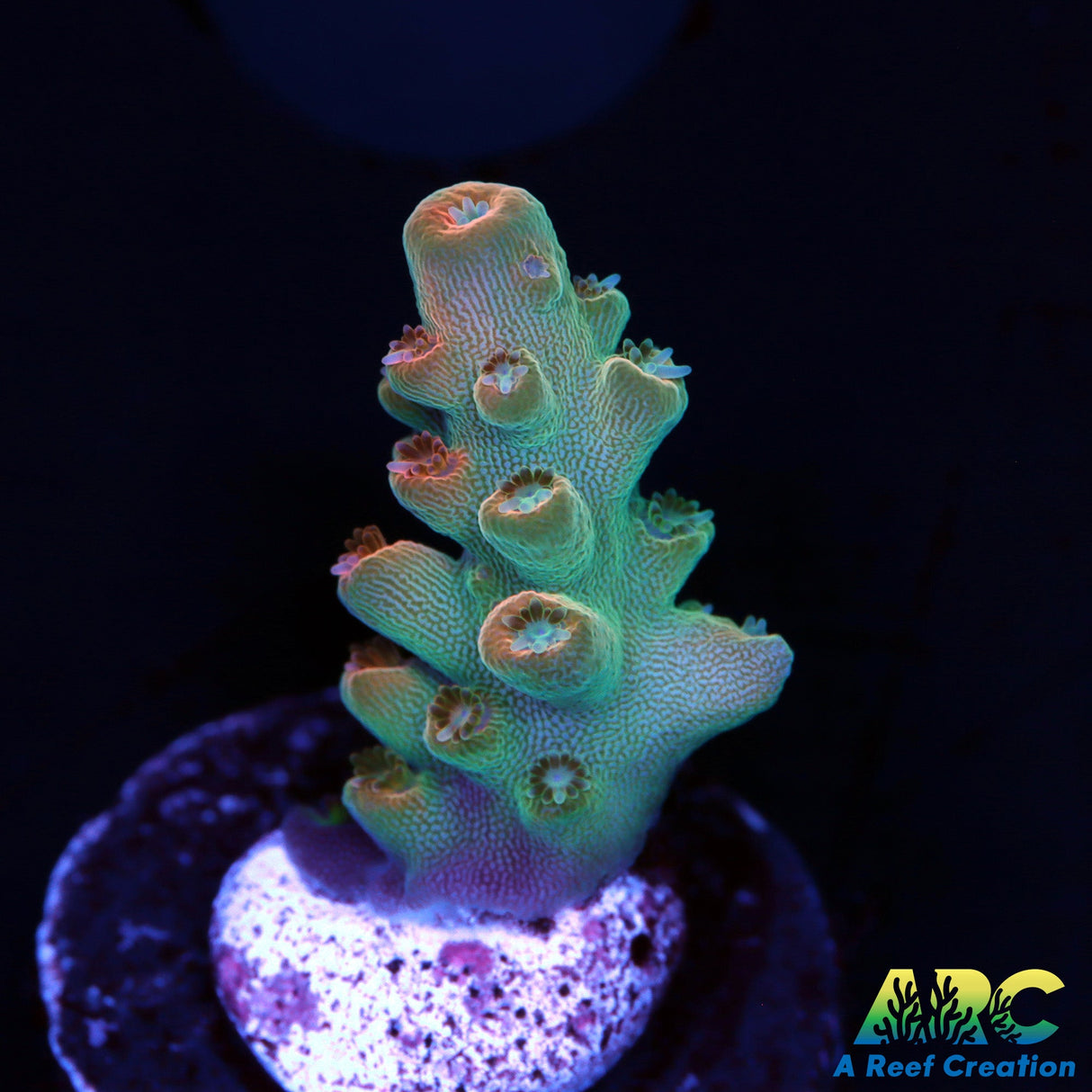 ARC Anthony's Pink Granulosa