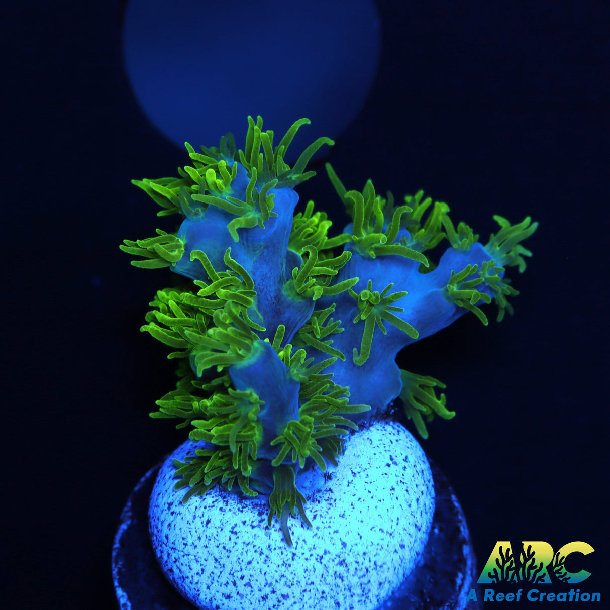 RRC Marvin The Martian