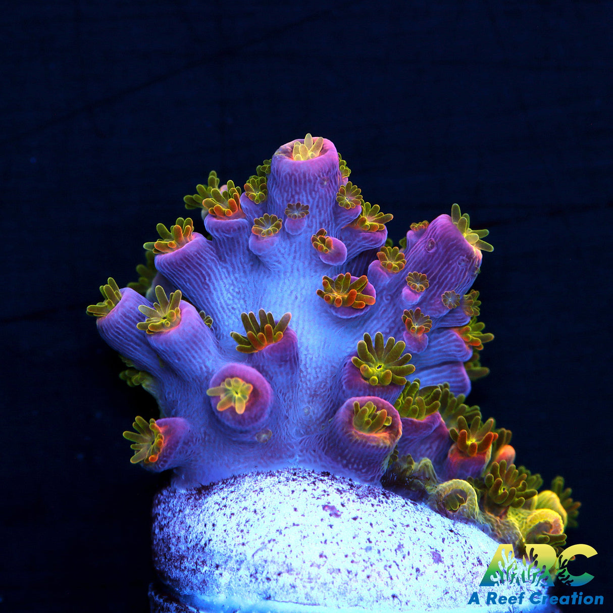 Sanjay's Wrecking Ball Big frag