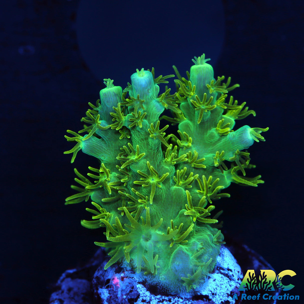 ARC Fuzzy Lime Table