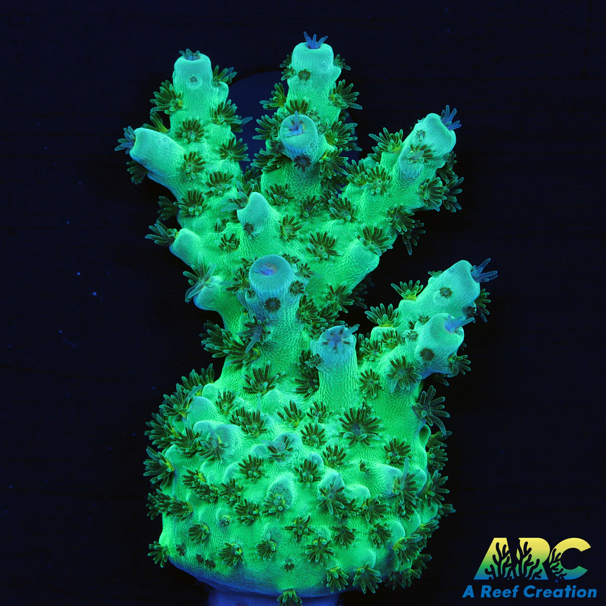 Large Sarmentosa Acro