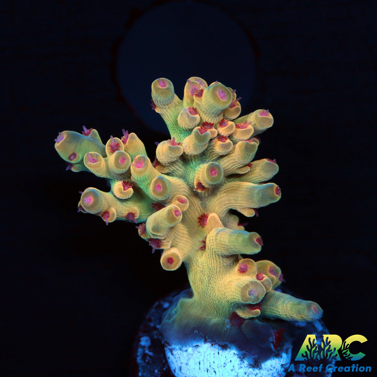 BK Chem Creme de la Creme