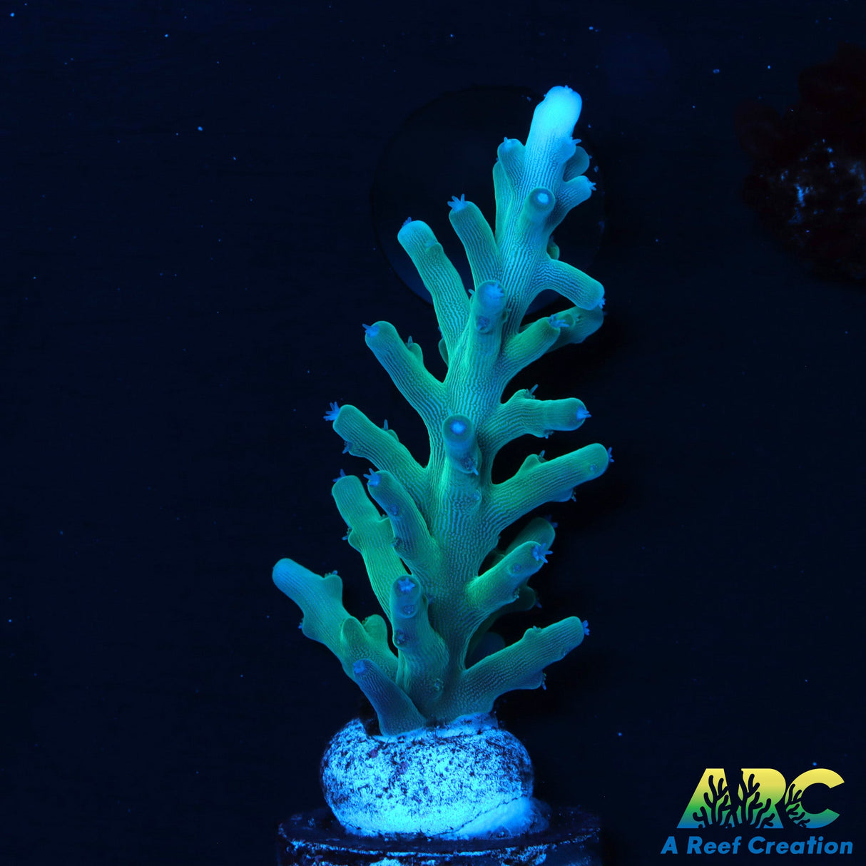 Sanjay's Blue Spruce