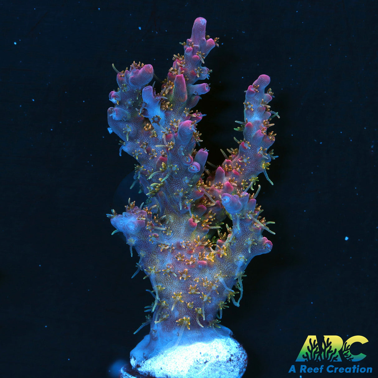 Tyree Pinky The Bear