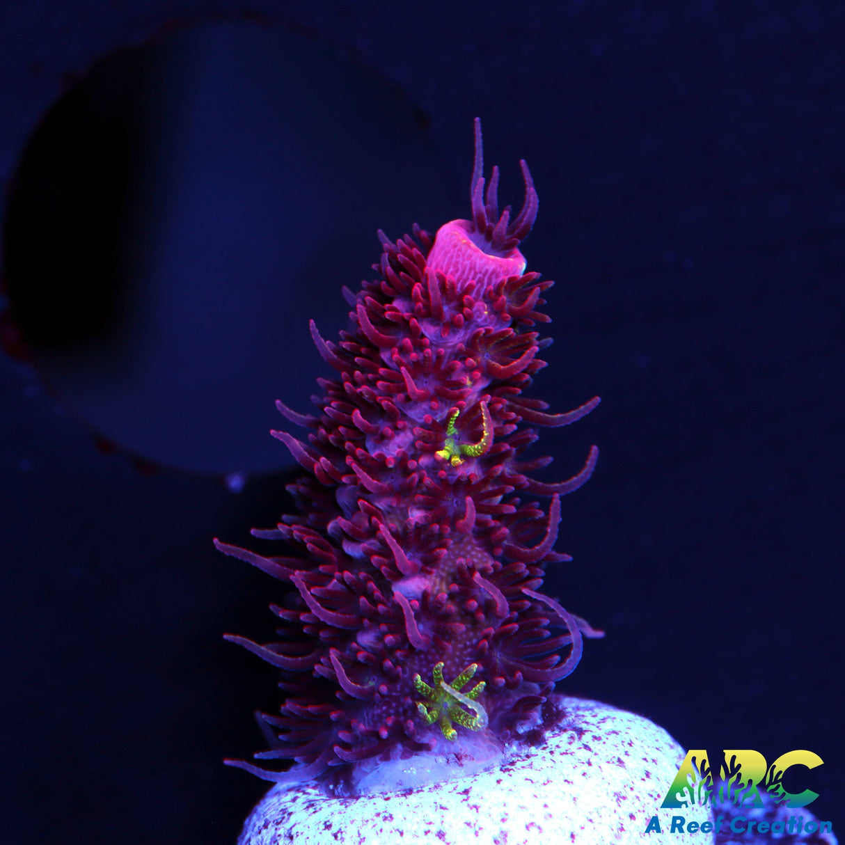 RRC Rainbow Splice 95% Red Color