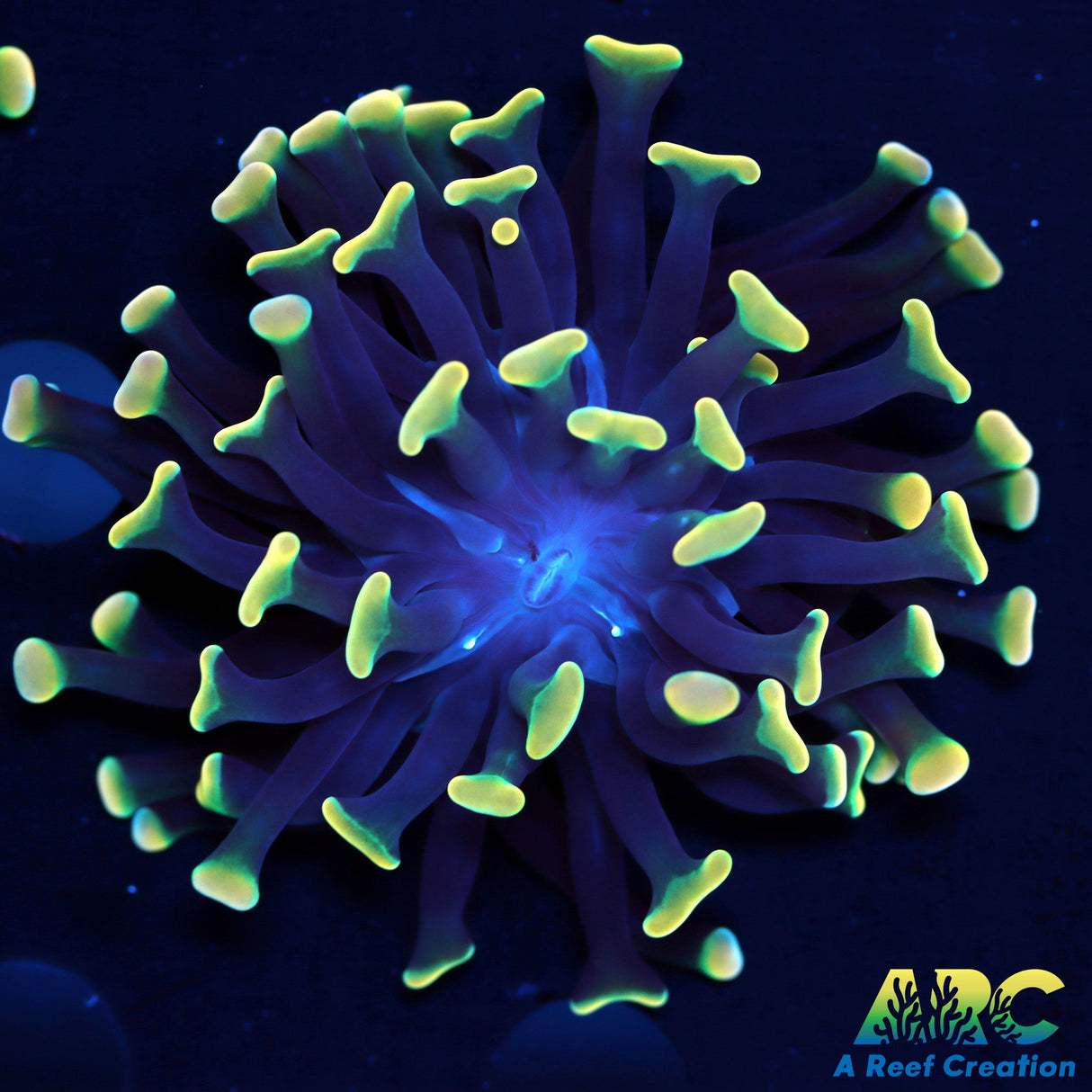 ARC Kaleidascope Hammer