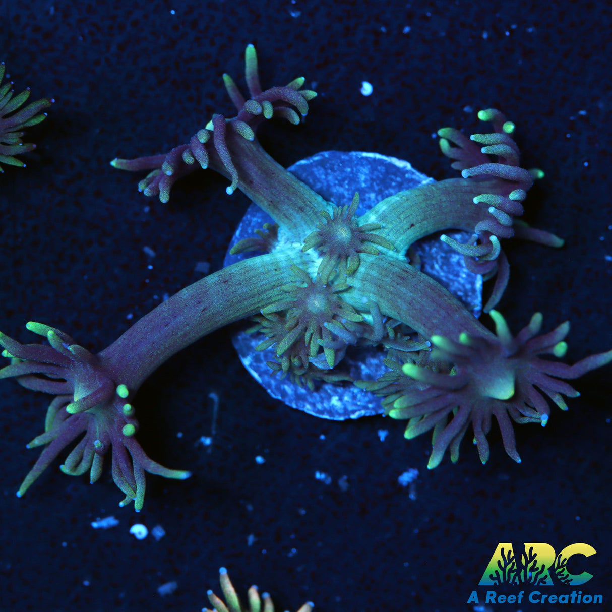 ARC Dirty Bubble Goni