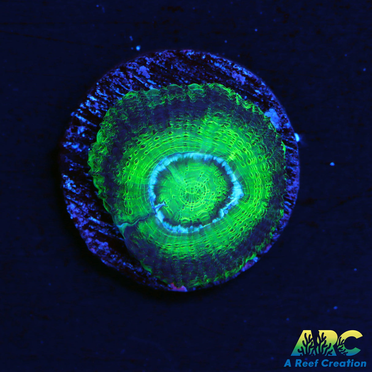 ARC Neon Green Asian Acan