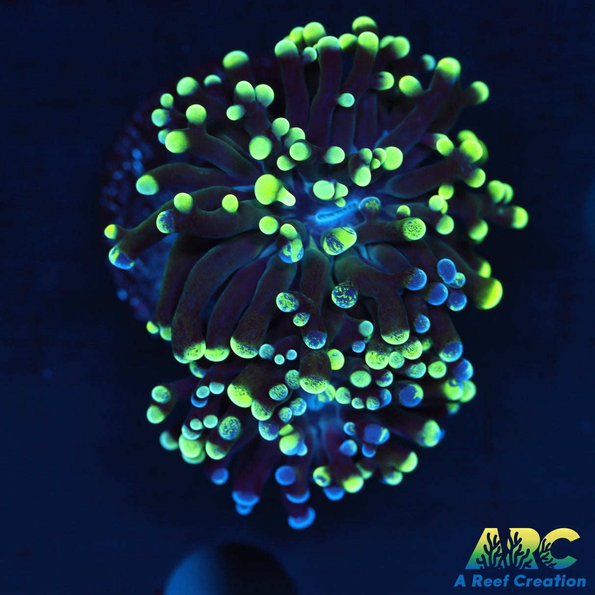 ARC Grafted Salty's Torch