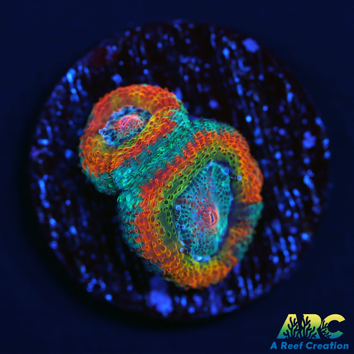 UC Taste the Rainbow Micro Amakusensis