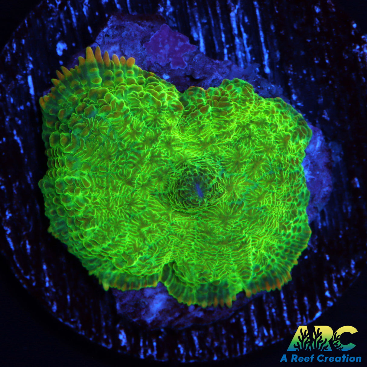 Tequila Type Mushroom