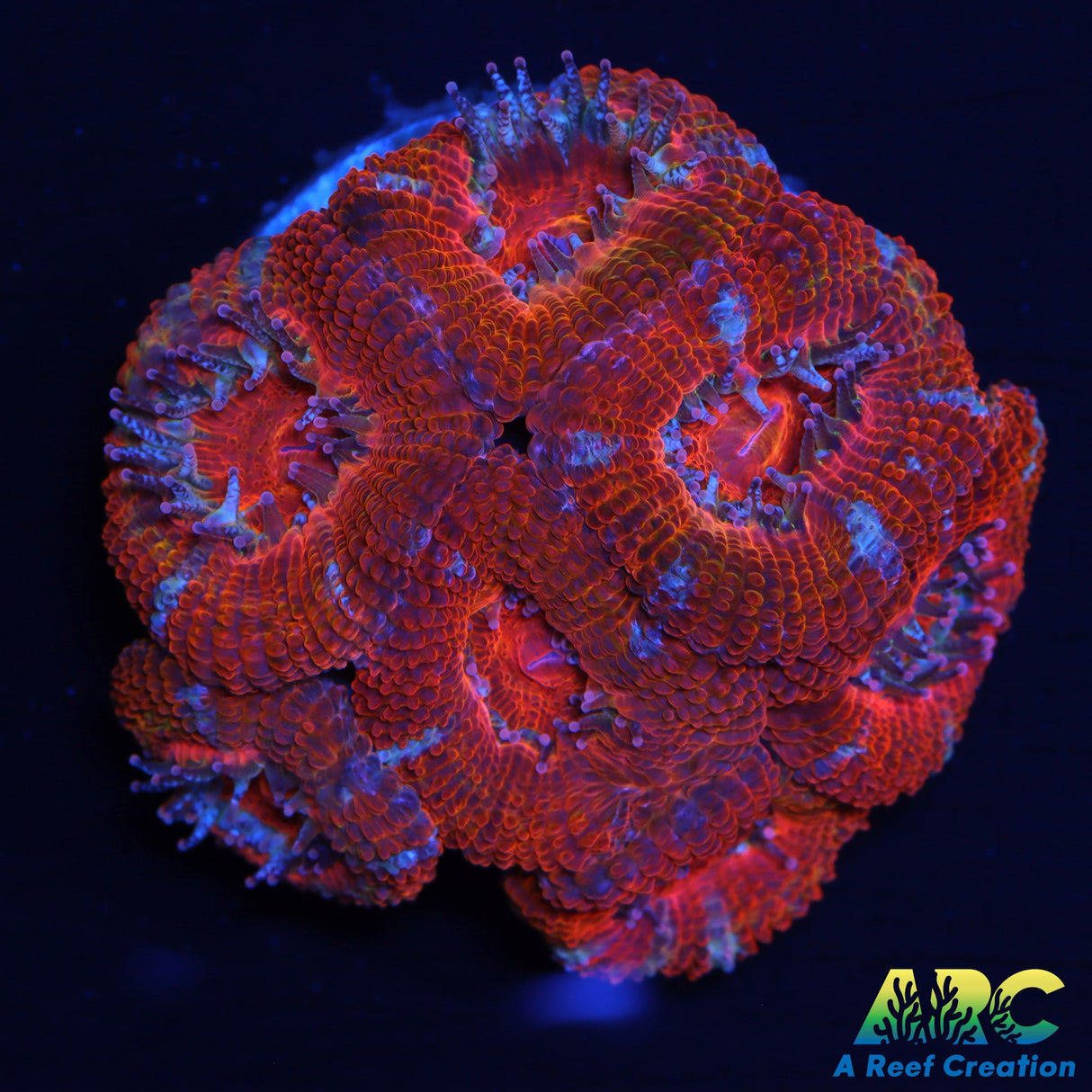 Red Juicy Acan